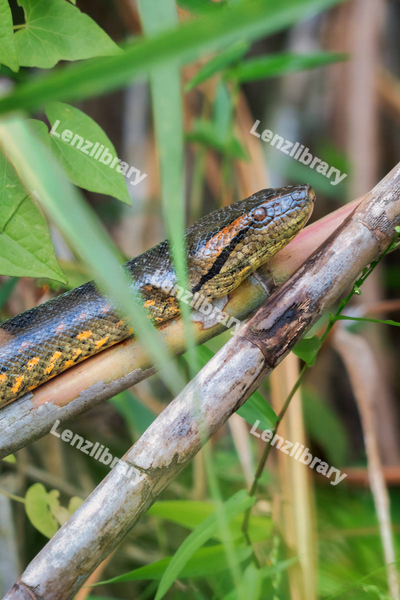 Shot of a Anaconda's head